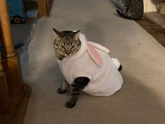 Happy Easter from our fluffiest bunny
