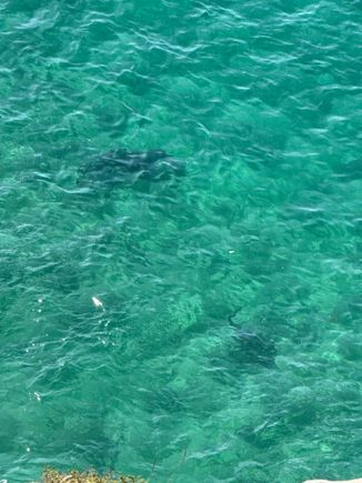 Two sharks… honest! 