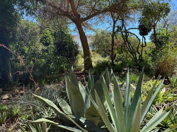 Botanical gardens at Stellenbosch 