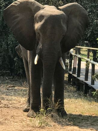 Camp elephant - he wandered around all over the grounds