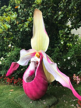 I loved this orchid on the grounds.