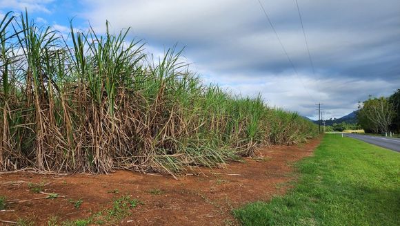 Sugarcane farm