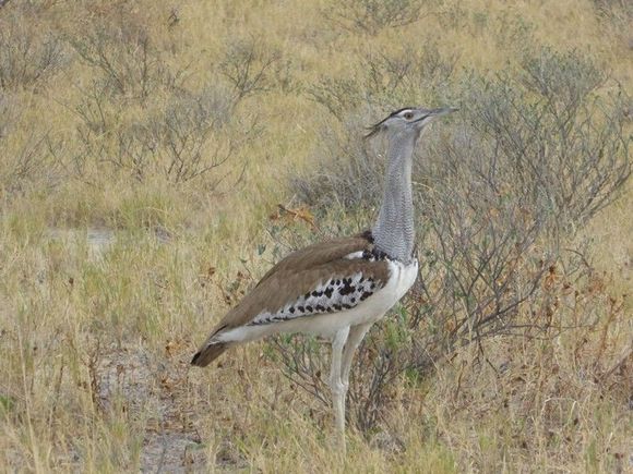 The Kori Bustard