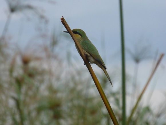 A Little Bee-eater