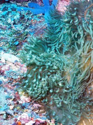 Colorful Reef