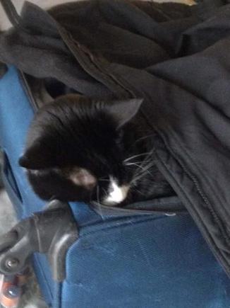 Cat in a Suitcase4
