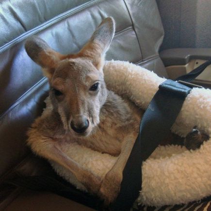 Kangaroo DSC01918 v2 (2)