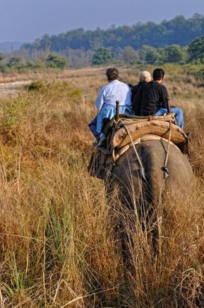 Corbett Tiger Reserve - Elephant Safari 2010 FEB 18