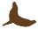 Galapgos Sea Lion