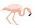 Galapgos Pink Flamingo