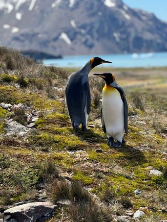 mated king penguin pair