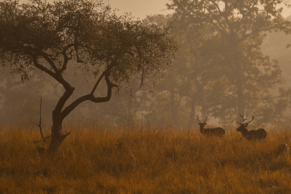 Kanha National Park