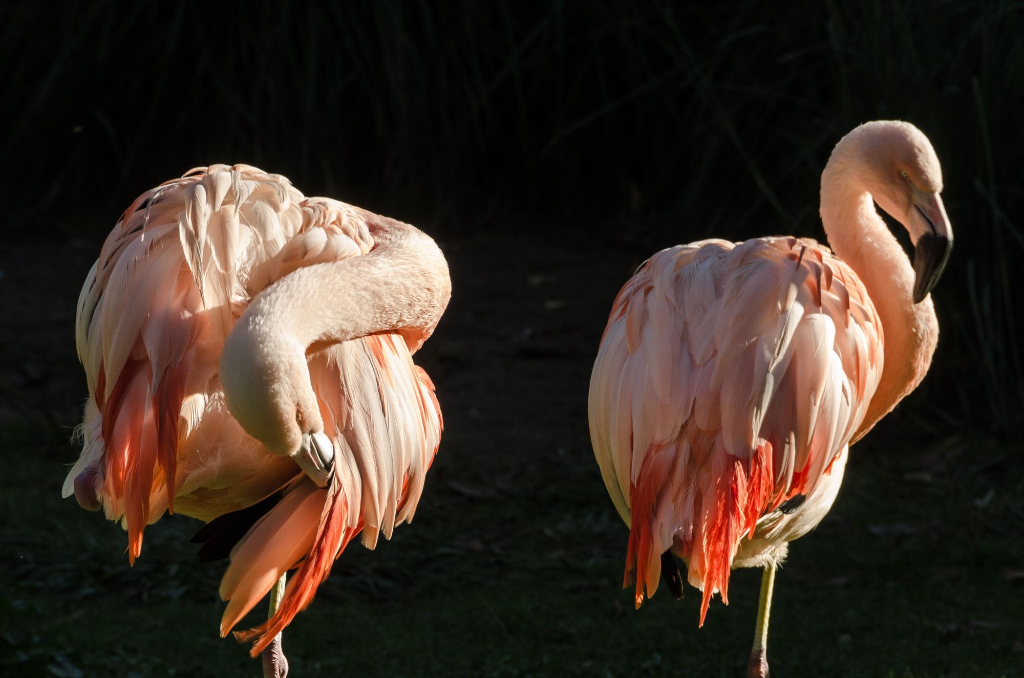A pair of flamingos. Dont ask.