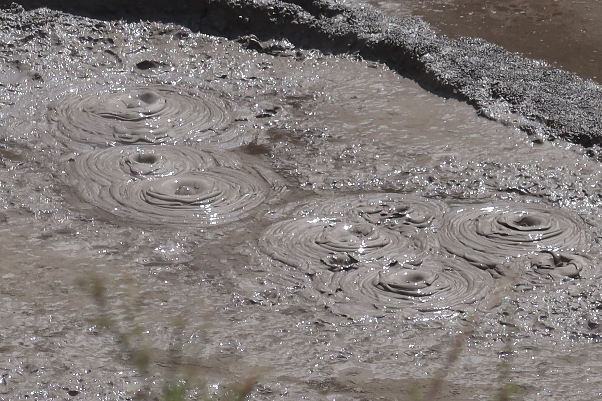 Mud Pool at Te Puia