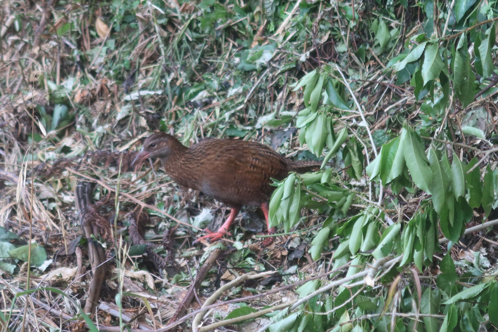 Bird (Could someone help identify this?)