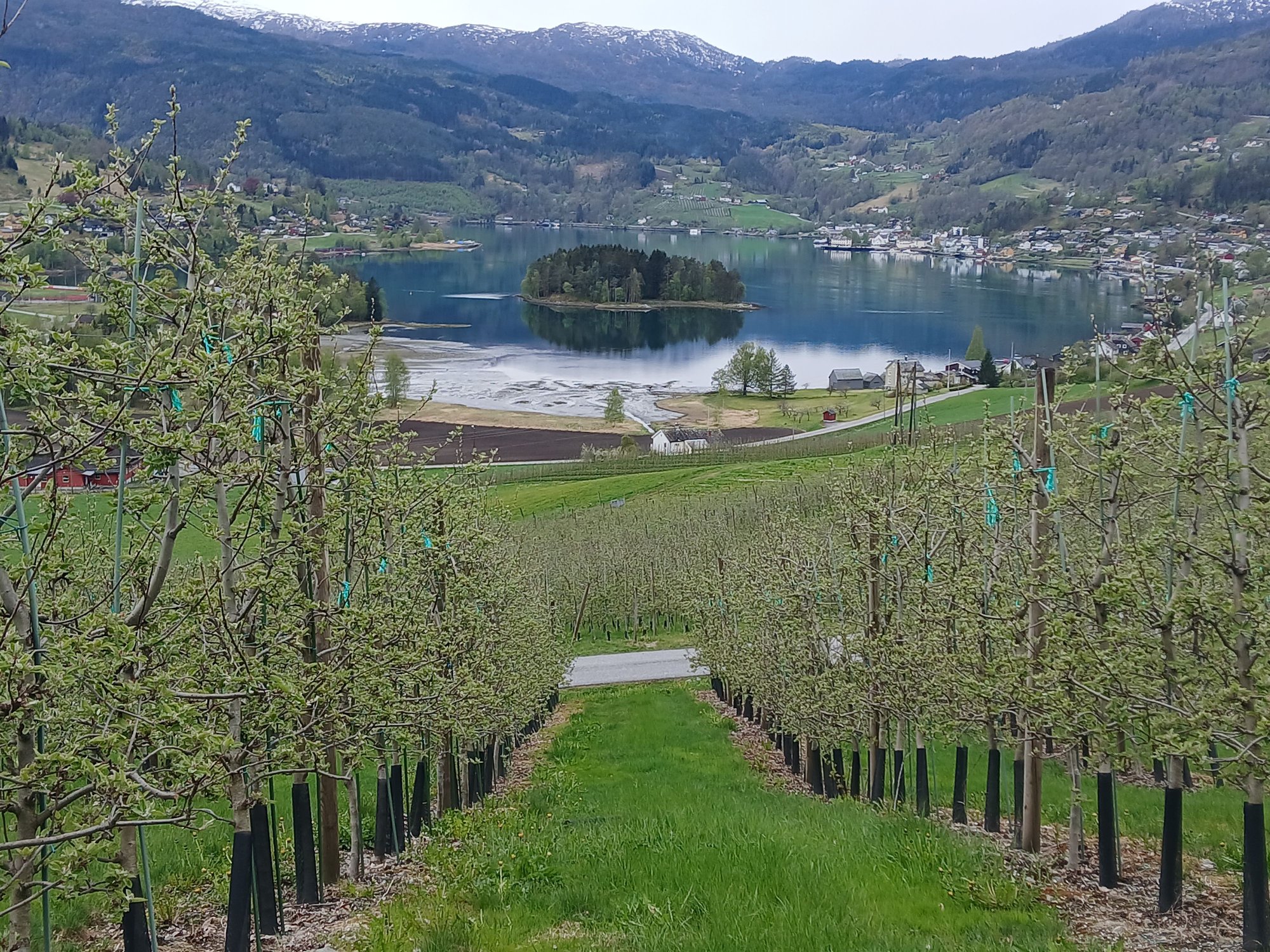 Thie orchards