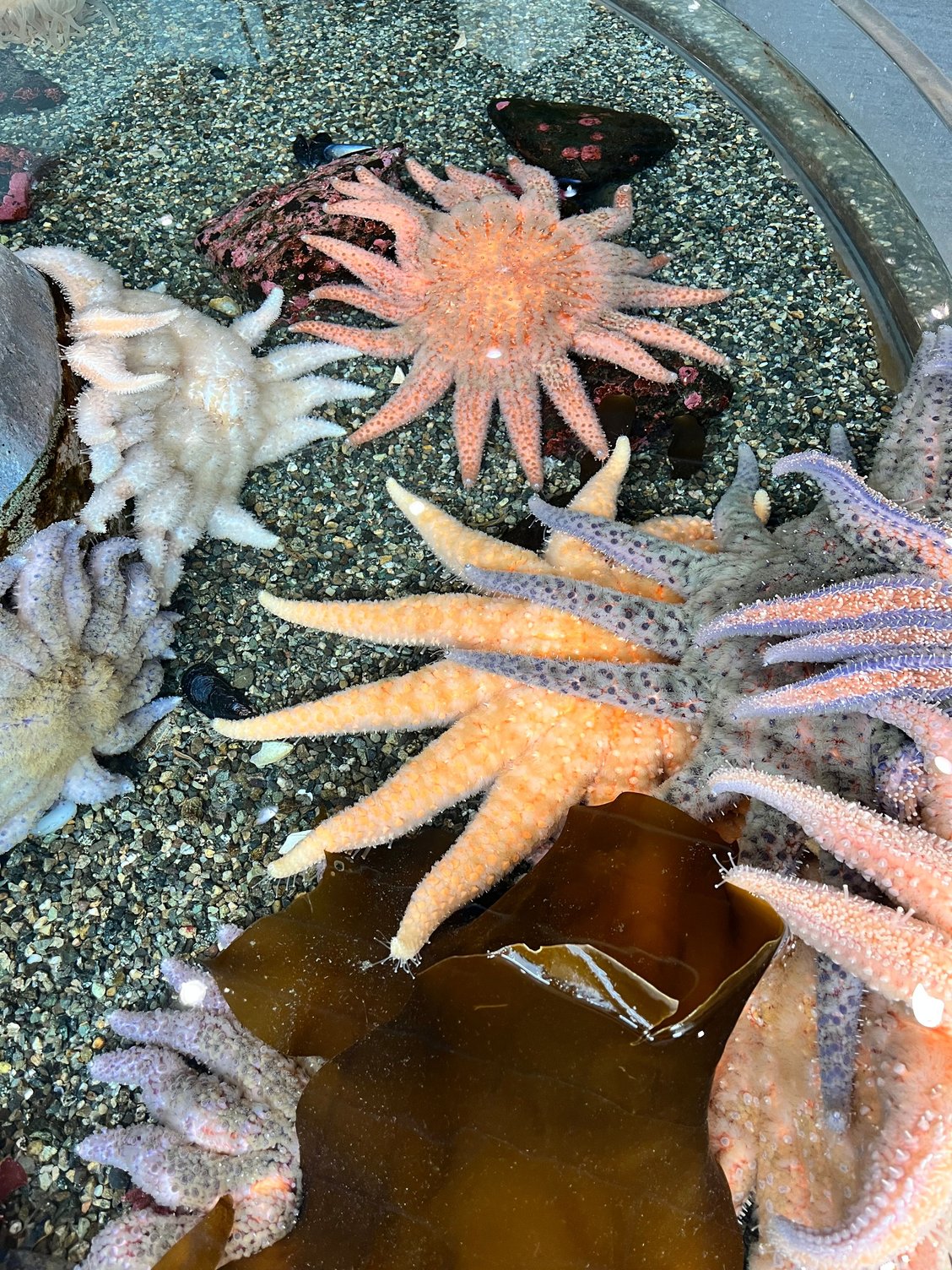 Sunflower sea stars -- they come in different colors