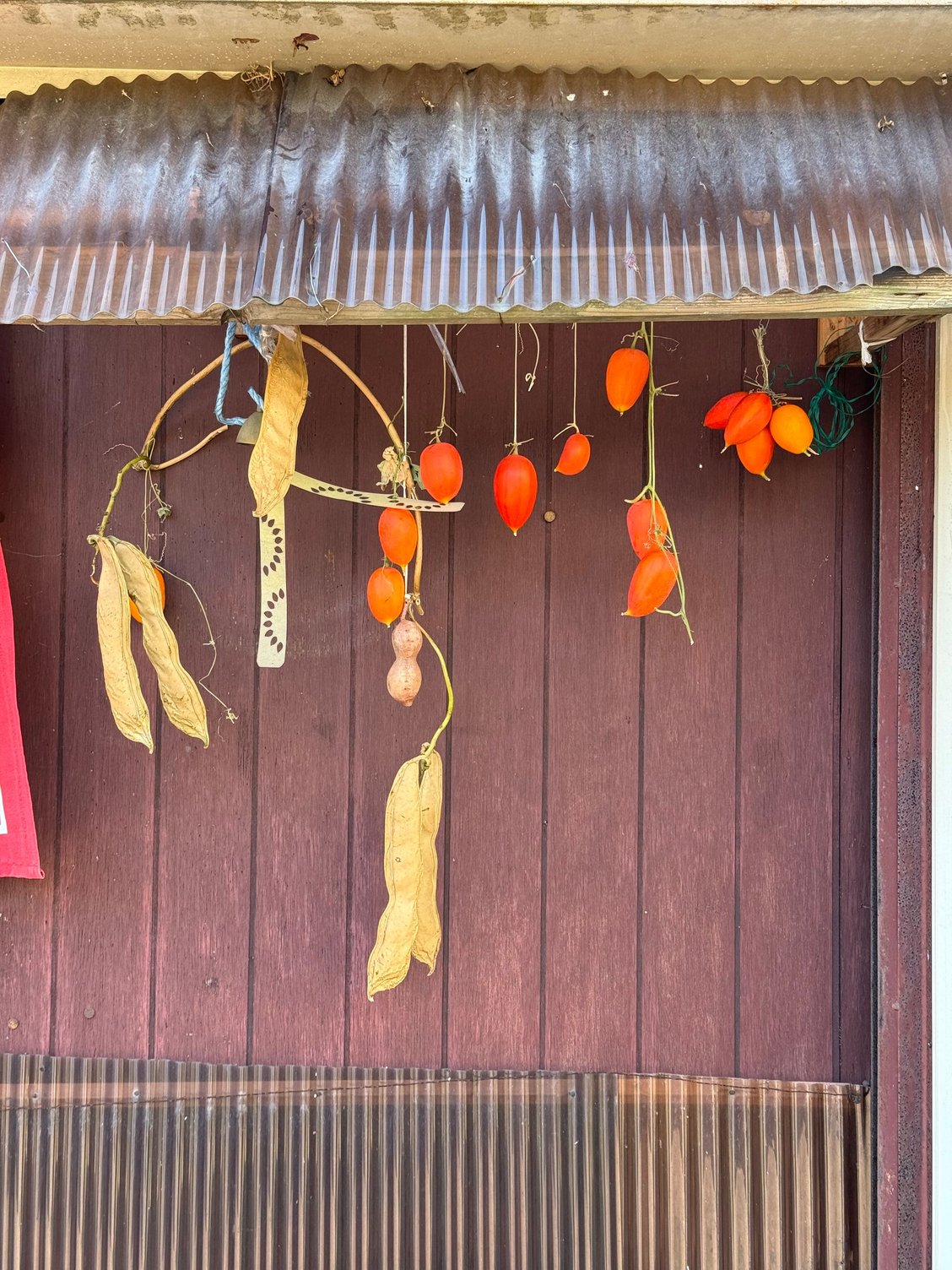 drawn to drying persimmons