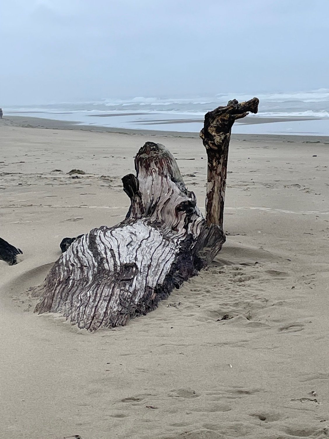 Who left their camel on our beach!