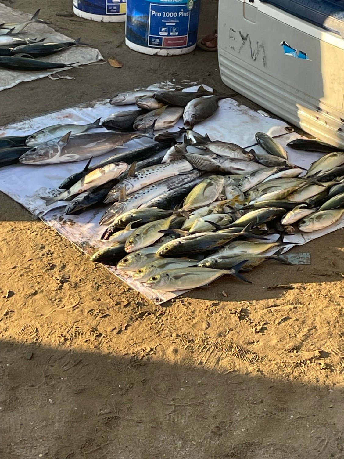 Then they bring them back to the beach and display them. Look closely, you very well may be eating one of these guys for dinner.
