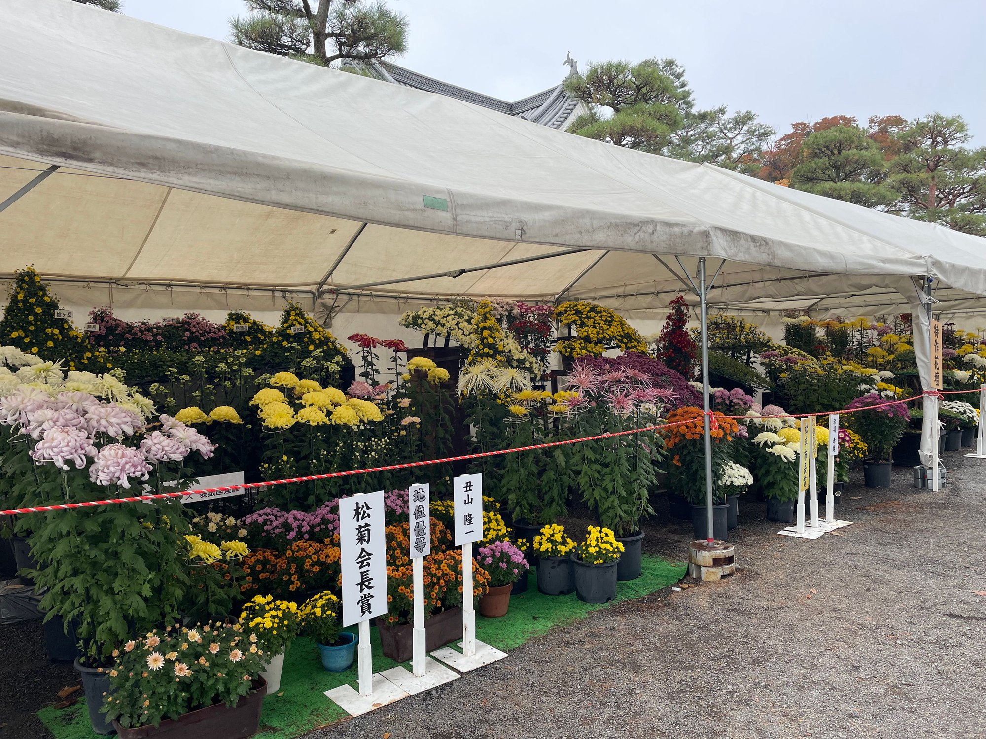 Chrysanthemum display at the castle. The flower of autumn it is associated with the aristocracy and inspires artwork and poetry.