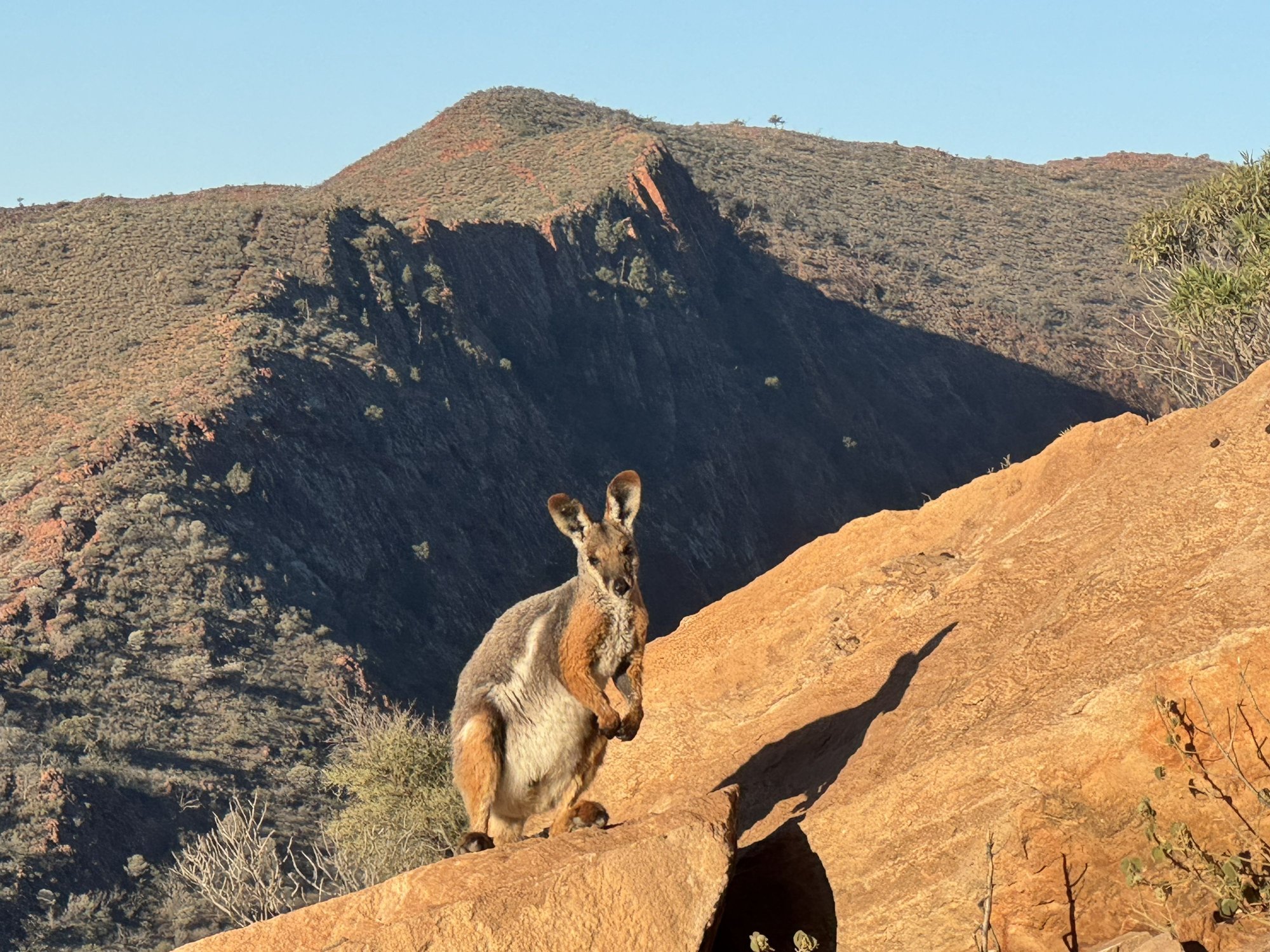 Yellow-footed rock wallaby atop Griselda Hill. There was a whole mob of these guys up there.