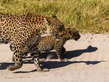 The leopard cub was so cute.