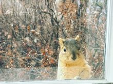 This guy has been hanging out in our living room window box this past week. Seems like he would like to come inside. Bad idea…both Molly and Lily have killed squirrels. 