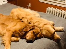 Bad Molly and Silly Lily.