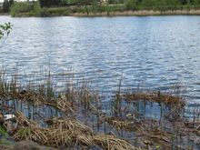 Coot nest on the left, Grebe on the right.