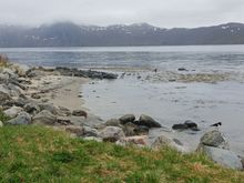 At the beach, an oystercatcher poses on the first rock for us