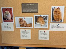 Some of the many animals used in the various films