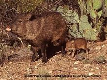 Not my photo, but for reference.