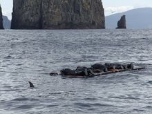 The floating mat with 4 people on it and dolphins and seals feeding around them