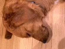 dcd, fully recovered from left leg. We may leave the right leg until this fall or spring.  She’s tired from swimming and chasing cats. Napping by my dining room chair in hopes of steak or fries. 