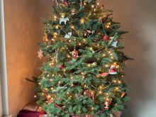 Percy- Here’s our tree. So far so good with the pups ignoring it
