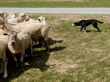 Visited a sheep farm and watched an amazing demonstration of sheep dogs doing their thing.