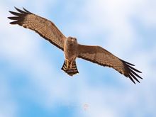 This Spotted Harrier is another from the wonderful Birds of Lake Cargelligo photos.  

Thanks DCD, mlgb, Percy - I love seeing all your fabulous birds.  Any time I need a “ pick me up”, I just have to flip through this thread.