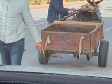 Took this quickly out of the truck window.  As we came around a corner the donkey was lying prostate on the ground and the owner trying to help it.  Schtookie hopped out to help get the animal upright. 