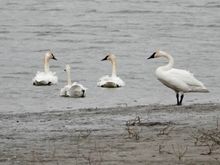 Trumpeter Swans
