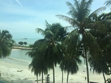View from hotel room with palm trees where we saw the monkeys.
