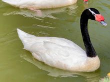 Look what I found in the pond by the old charming hotel!