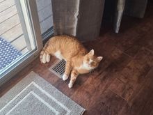 My daughter’s cat. His favorite spot in the house - the heat vent.  