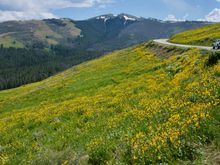 Dunraven Pass lite up in yellow.