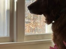 This was Molly not attacking the window, shockingly. I thought she’d lose it, but she was just curious. 