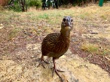 Weka flightless bird.
