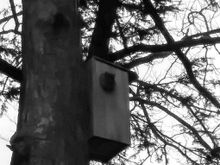 One of five squirrel nesting boxes.