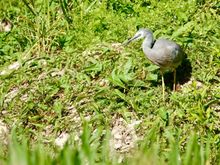  White faced heron 