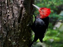 Magellan aka Giant Woodpecker (male)