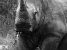 Black Rhino 